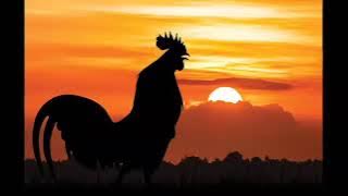 Download lagu Suara Ayam Berkokok waktu Subuh pagi#ayam