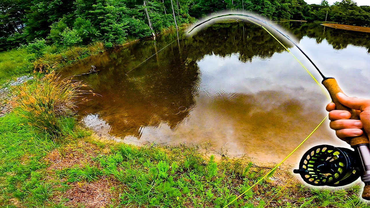 Giant BASS eats my fly! (FLY FISHING for BASS) Bass Manager The