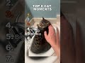 TOP 8 CAT MOMENTS  #fails #funny #skating #top5 #ytshorts #fishing #shortvideo