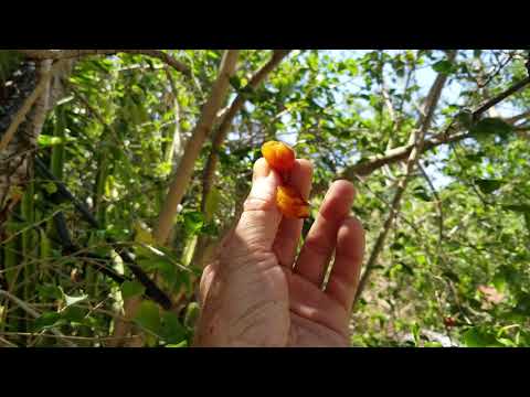 Video: Antillean Gooseberry