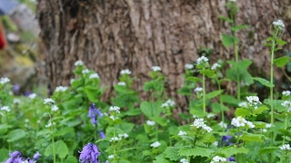 Saman Samad Live Stream