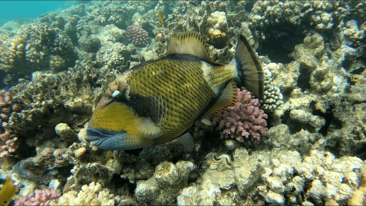 MANGROVE BAY EL QUSEIR EGYPT
