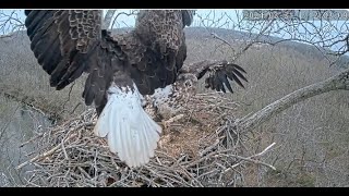 Dulles Greenway EagleCam: Short  'And I Am Telling You I'm Not Going'