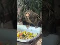 Gewöhnliches Zwergseidenäffchen, pygmy marmoset (Cebuella pygmaea pygmaea), Zoo Dortmund 2024