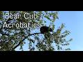 Bear Cub Acrobatics 101 - Jasper townsite
