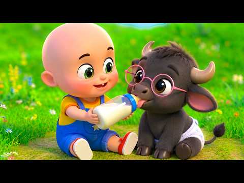 Baby Lola Buffalo Care Feed Compilation | Old MacDonald Song | Baby Cartoon & Kids Songs Baby Bobo