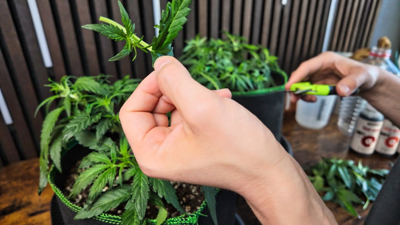 Cannabis Tag 30 Vorblüte - Düngen, Lollipopping & Low Stress Training (LST) für Autoflowers