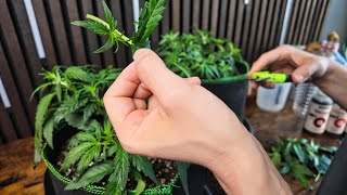 Cannabis Tag 30 Vorblüte - Düngen, Lollipopping & Low Stress Training (LST) für Autoflowers