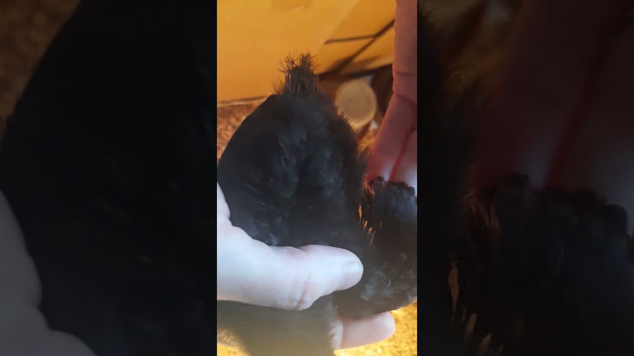 определение пола цыплят!determining the sex of chickens!