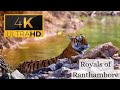 You’ll Never See Tigers and Leopards Like This Again | Ranthambore in 4K | Shot on Canon R8