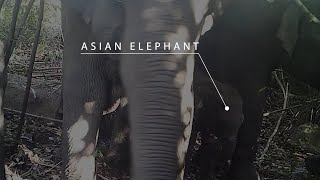 Rare Camera Trap Footage