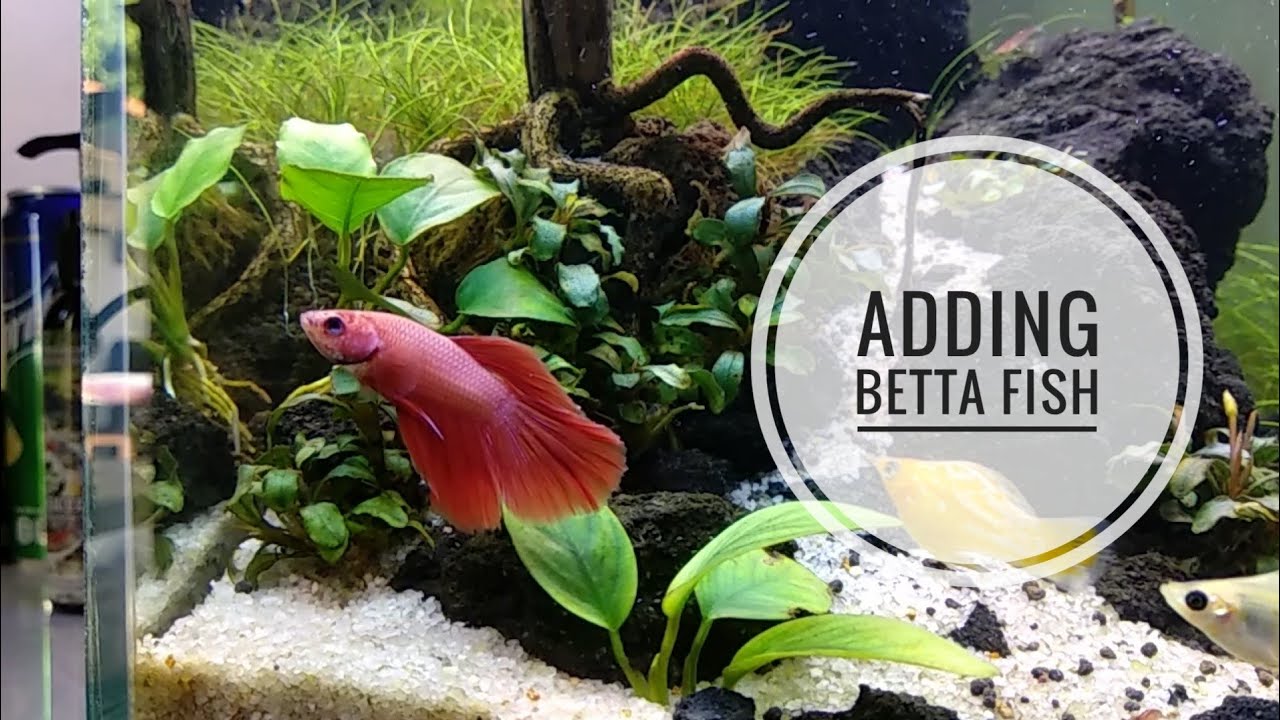 How Long Before Adding Betta Fish To Tank