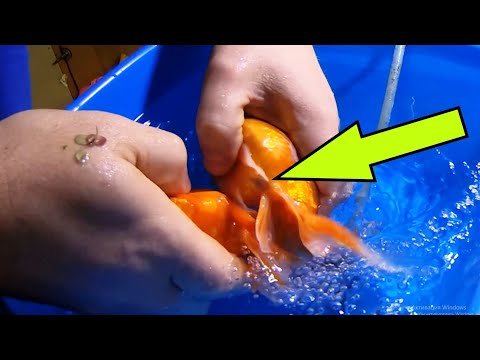 Видео: Как сохранить золотую рыбку (с иллюстрациями)