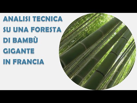 Video: Cosa c'è in una foresta di bambù?