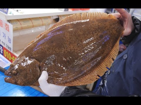 [4K]광어 회뜨기, <strong>강도다리</strong> 세꼬시 _ Halibut, flounder Cutting, sashimi_korea street food