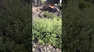 National Chainsaw Workshop Kickback Incident