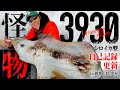 【エギング】新記録!モンスター3930g捕獲!!