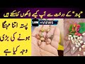pista tree in pakistan | pistachio benefits and growing | pista ka drakht | expensive pistachio nut