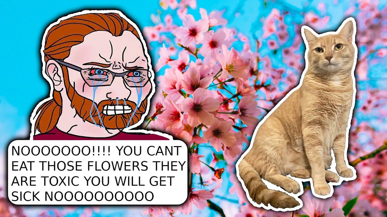 Vaush Complains About Bad Internet Resources When His Cat Ate A Toxic Flower