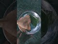😋😛😝🤪 I love samosa #viral short
