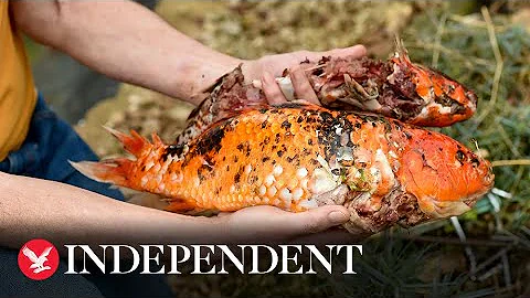 Greedy otter steals koi carp from garden pond before 'scoffing more than 100' fish