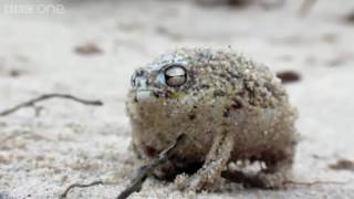 Angry Squeaking Filthy Frank