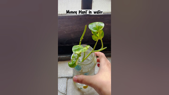 Money plant care in water | Money plant propagation in water | Pothos #gardeing