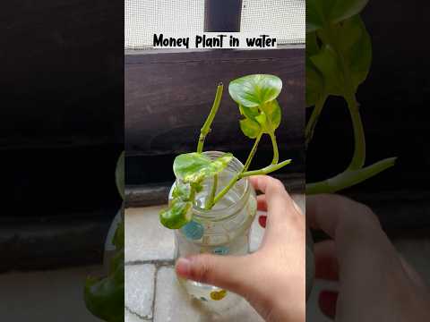 Money plant care