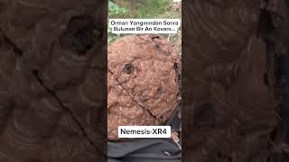 Sizce Arı Kovanları Gerçekten Sağlam Mı?