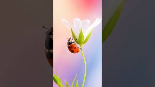 🧡 Tiny but mighty! 🌿✨ Watch this lucky little ladybug explore its world — nature’s charm in...