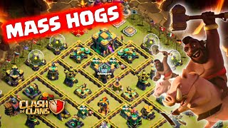 Th14 Mass hog attack strategy || Th14 mass hog attack || Mass hog strategy || Town hall 14