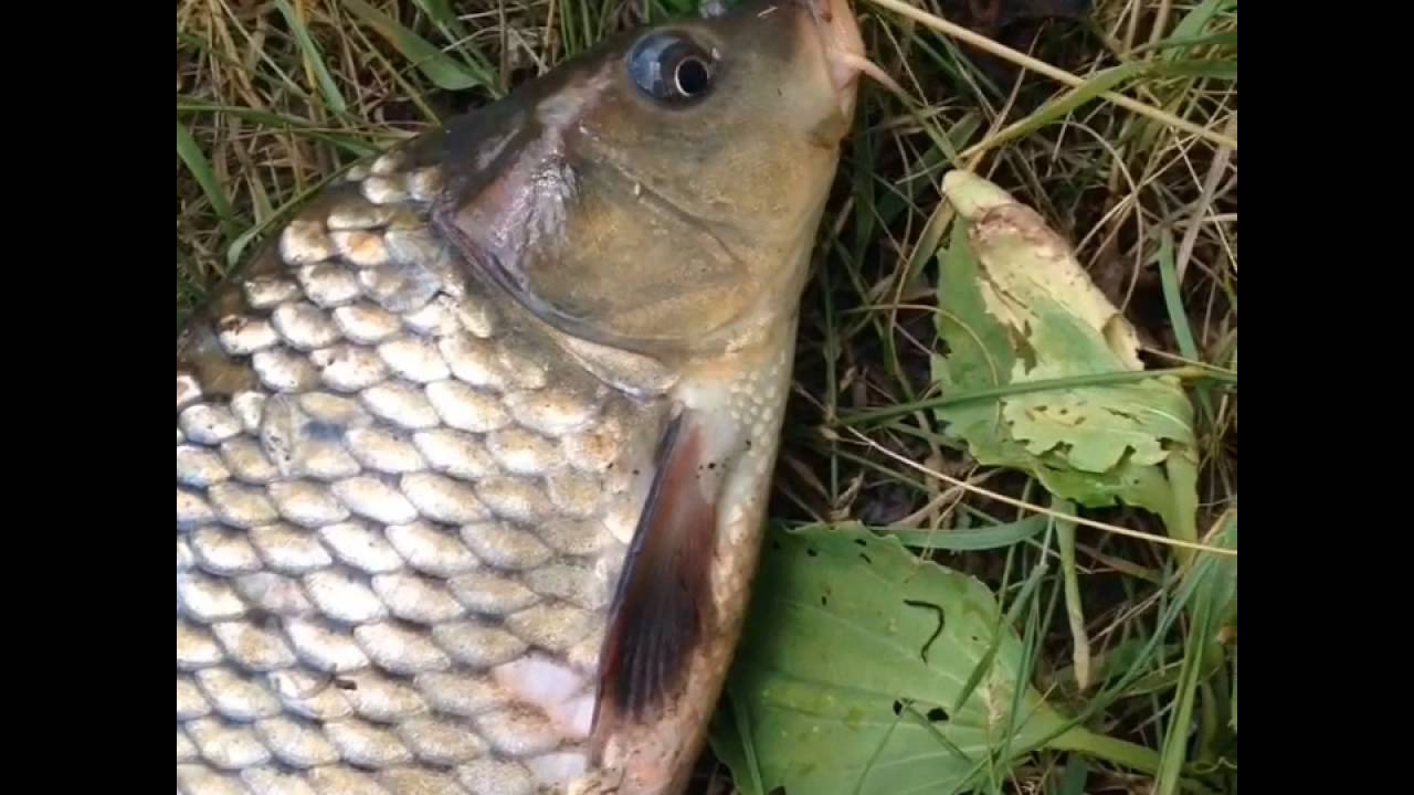 Рыбалка 2016. Егорьевск. Карп