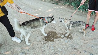 MI HUSKY SE ENFRENTA AL LOBO DE YOSOYPLEX EN PERSONA