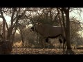 Will and Jimmy Primos Hunting African Game Part 2