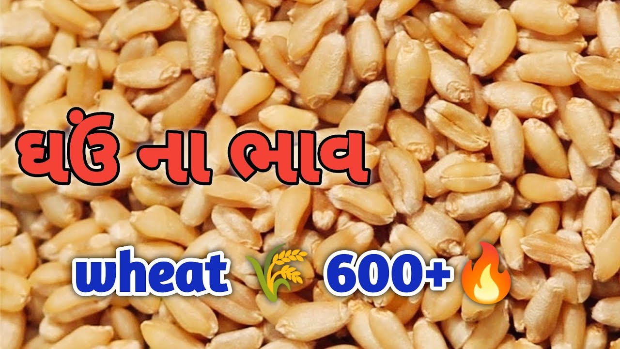 Ghav Types ઘઉં ના બજાર ભાવ|નવા ઘઉં ના ભાવ આજના|7-3-2026|commodity rate today|nava ...