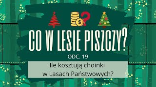 Ile Kosztują Choinki W Lasach Państwowych?