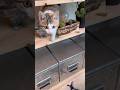 【切り抜き】うみ が来てから1ヶ月の体重測定。#愛猫 #愛猫との暮らし #元保護猫 #子猫 #猫