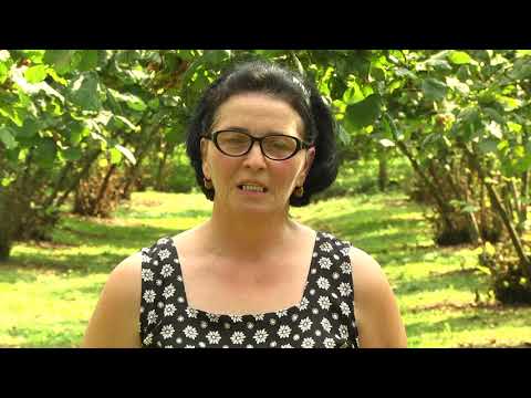 თხილის მინდვრის დღე 2018 - ტელეკომპანია ოდიშის სიუჟეტი