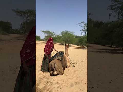 ك ان ت ٱل م ر أ ة و ح د ه ا ف ي ٱلص ح ر اء و غ ض ب ٱل ج م ل ف أ ص ب ح ت ق ل ق ة