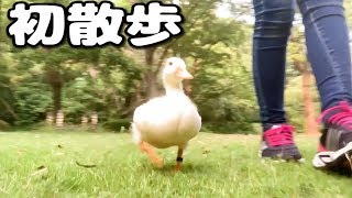 足の速いアヒルがお散歩で駆け回ります！【ねぎまの大冒険】Call duck, the first walk