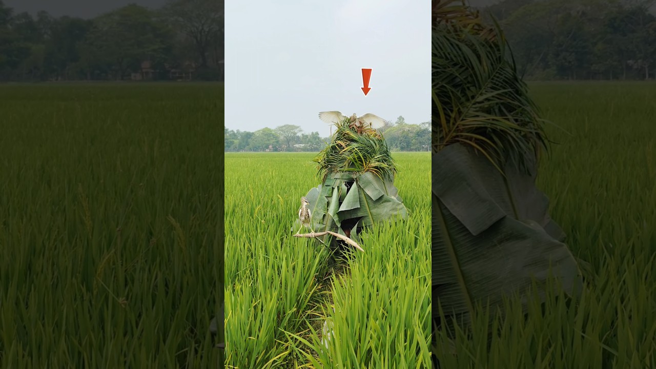 Hunting a bog bird with two bogs 🙆‍♂️😯 