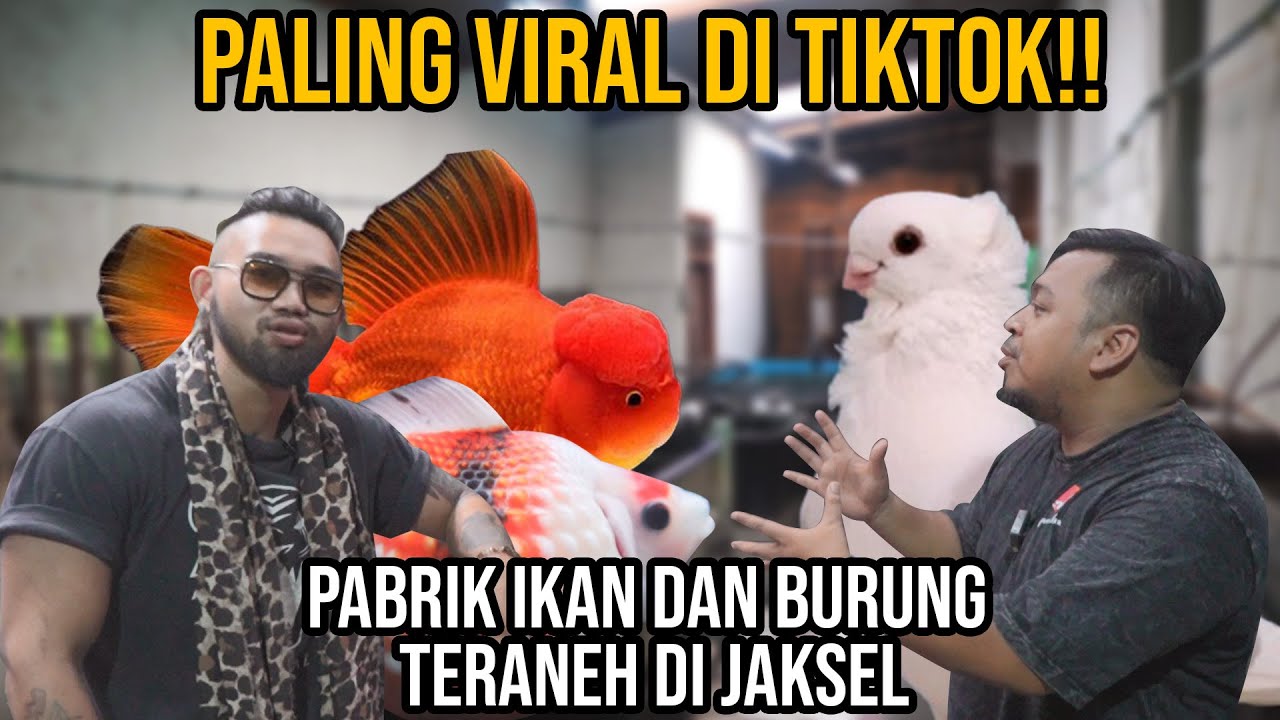 NEKAT PIARA IKAN TUMOR PING PONG TERANEH!! TERNAK IKAN DAN BURUNG MURAI PLUS MERPATI ANEH DI RUMAH