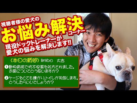 犬の抗不安薬の副作用、知っておきたいセロトニン症候群の危険サインと予防策