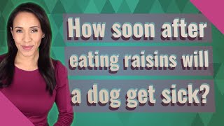 How soon after eating raisins will a dog get sick?