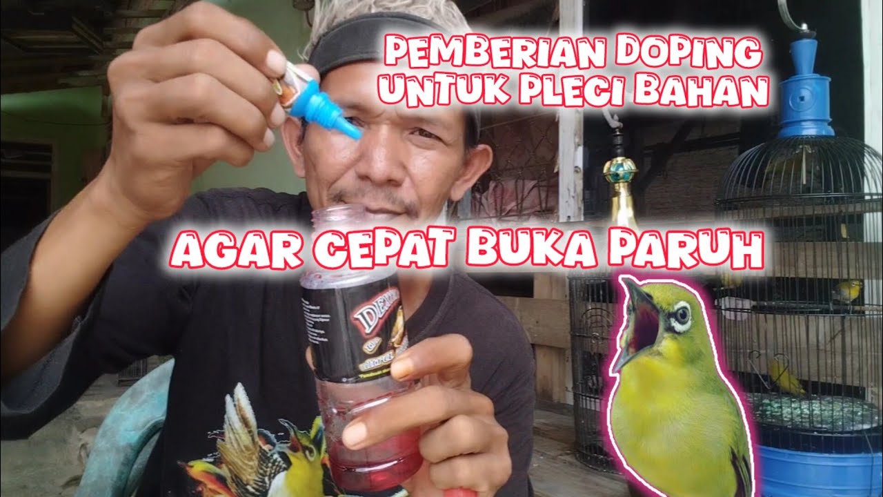 pemberian doping untuk pleci bahan agar cepat buka paruh