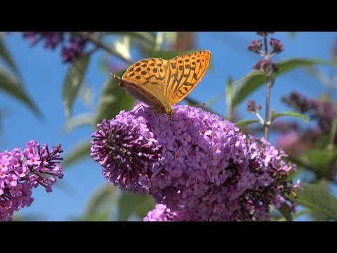 Video: Buddleya - Ein Paradies Für Schmetterlinge