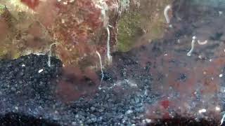 Hydroids