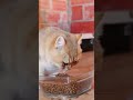 La chatterie du Lauragais 🥰 #chat #cat #kitten #catshorts #catvideos #mainecoon #british