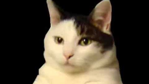 webm-CATS AMA kitecat