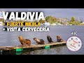 VALDIVIA,  FUERTE NIEBLA Y CERVECERIA KUNSTMANN | CHILE | 4K |
